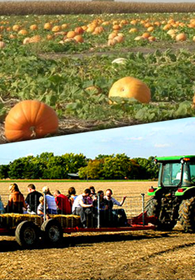 Heap's Giant Pumpkin Farm